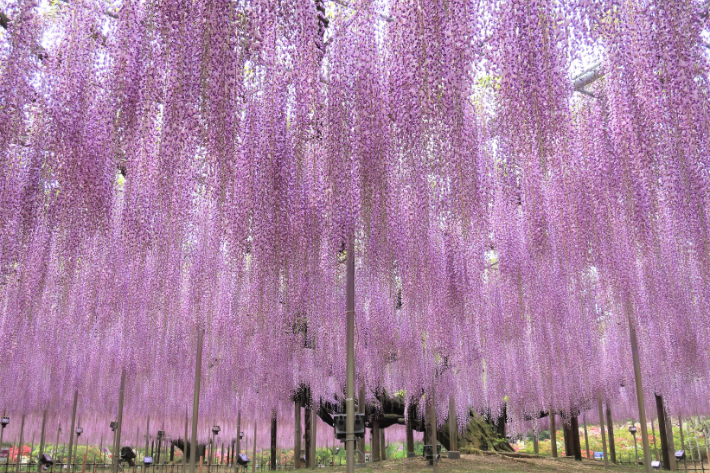 15-Apr-23 Ashikaga Flower Park's Wisterias Bloom Early; Viewing Starts From 15 April 2021 – Grape Japan