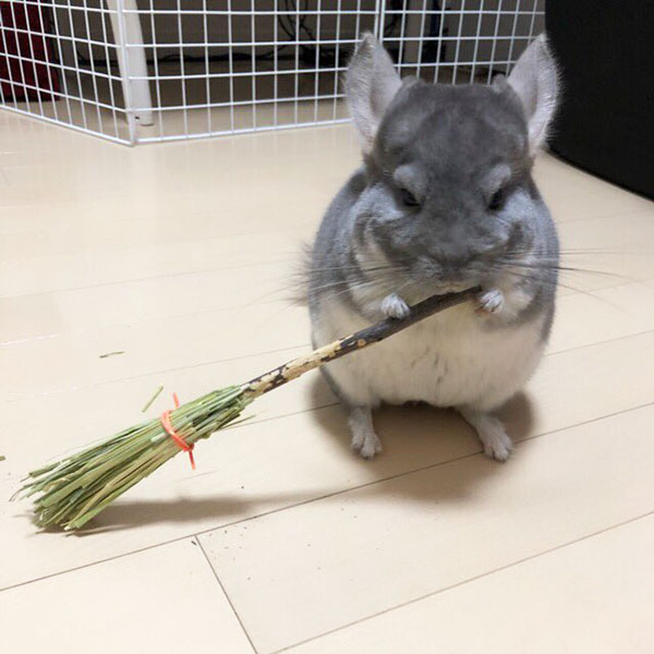 Japanese Owner Makes Witch’s Broom for Chinchilla But the End Result is