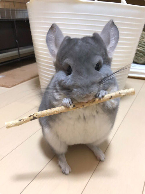 Japanese Owner Makes Witch’s Broom for Chinchilla But the End Result is