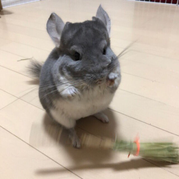 Japanese Owner Makes Witch’s Broom for Chinchilla But the End Result is