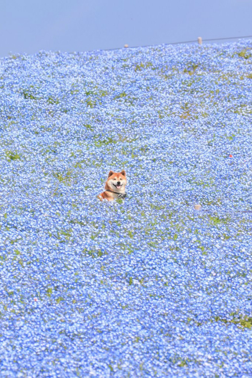 [Other] IRL Blessed Bark in Field Flower Date r/LoveNikki