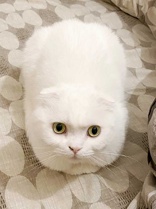 Japanese catlover turns fluffy catloaf into catriceball in adorable