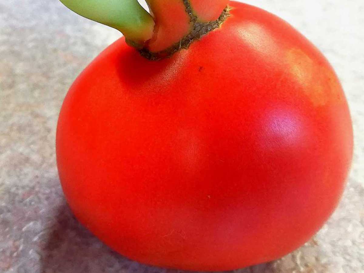 These unusuallyshaped Japanese tomatoes may give you second thoughts