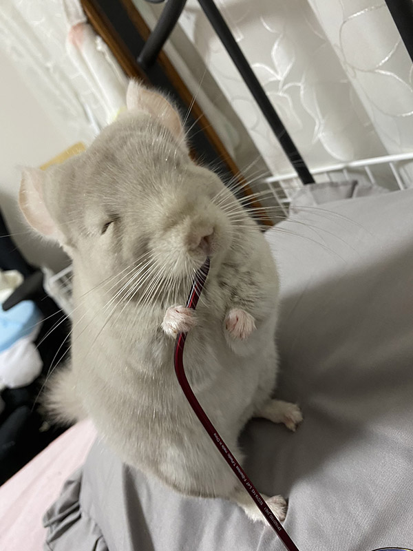 Cheeky chinchilla in Japan has the snarkiest grin while breaking his