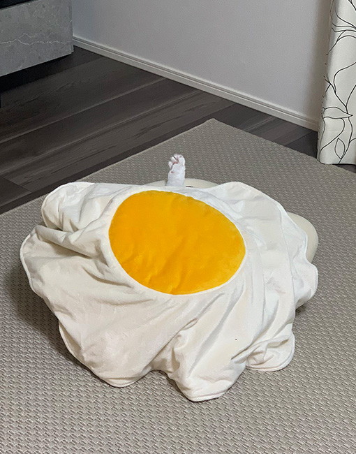 Cat’s love for their fried egg blanket leads to dramatic communication with owner grape Japan