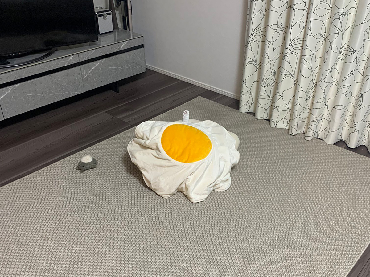 Cat’s love for their fried egg blanket leads to dramatic communication with owner grape Japan