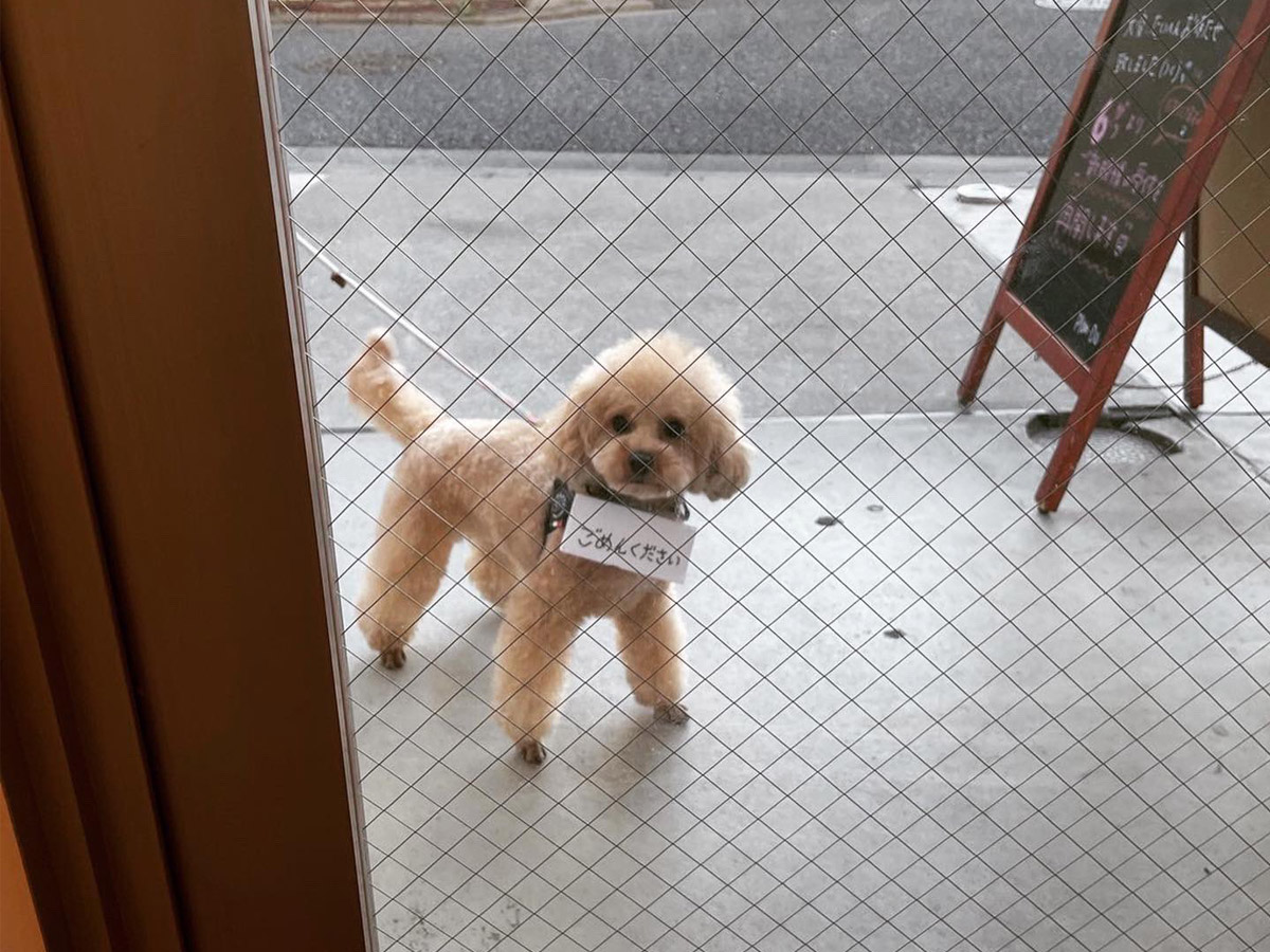 Can 1 Grape Hurt A Poodle