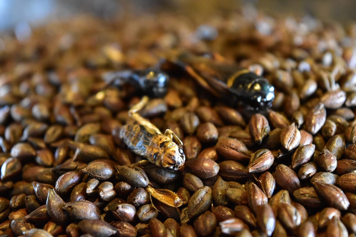 Japan gets its first taste of domestic cricket craft beer grape Japan