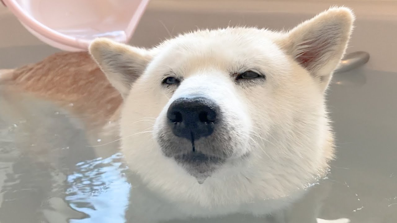 Shiba inu blissfully soaking in a hot bath looks like a gentle polar