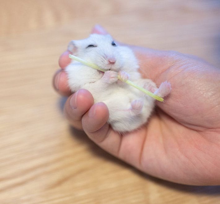 This happy hamster munching on a pea shoot is too adorable for words