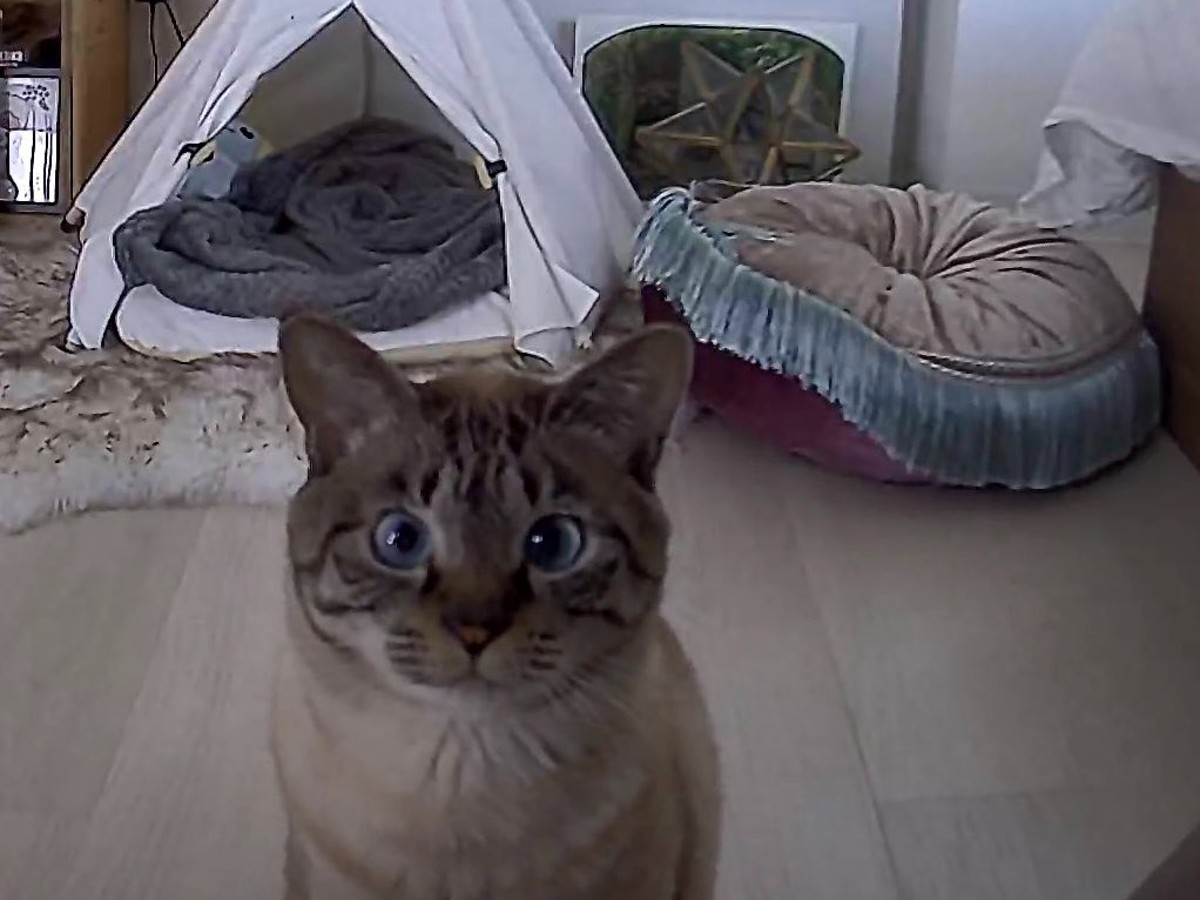 Cat stalks owner via camera when they to give him lunch grape Japan