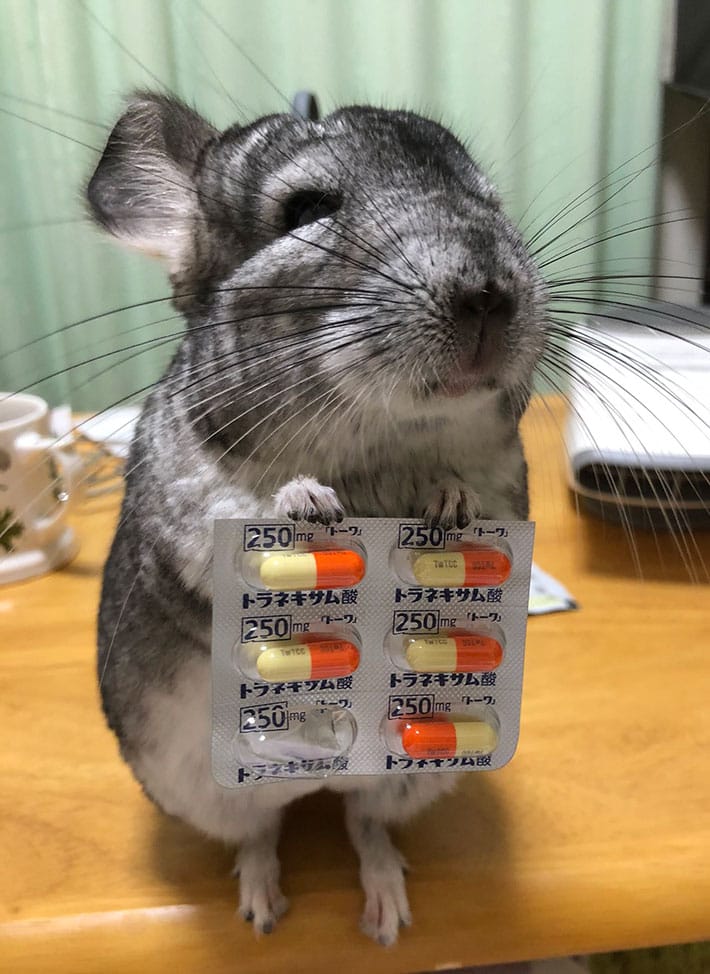 Adorable pet chinchilla “pharmacist” is worried about its owner’s sore