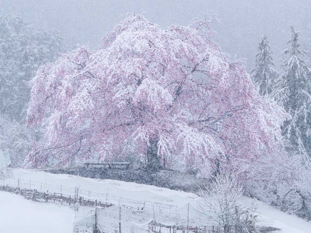 Snowcovered cherry blossom flowers provide a serene way to capture the