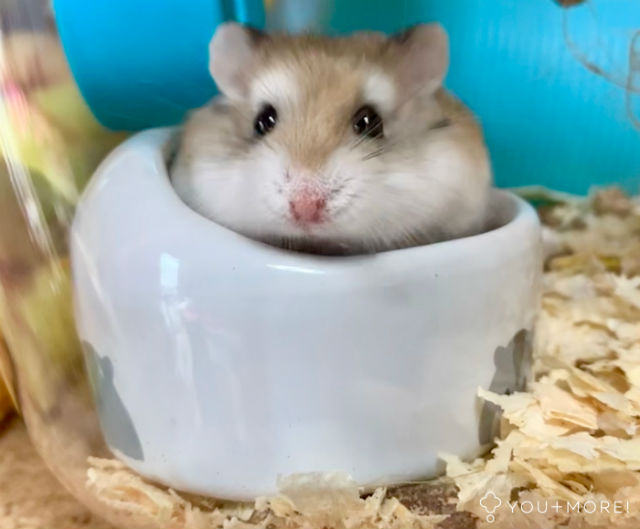 Huddling Hamster Tissue Box Covers With Squishy Cheeks And Butts Make