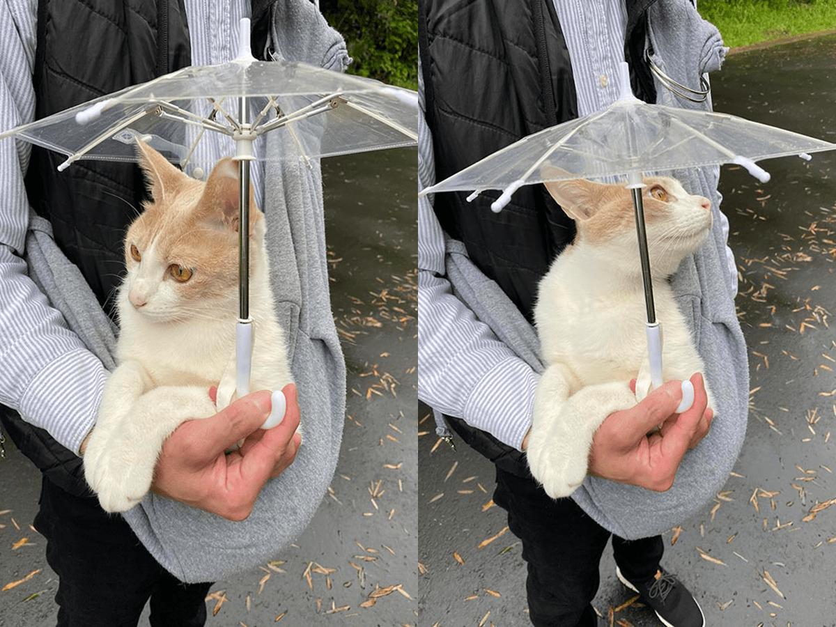 Japanese cat that takes rainy day strolls with a catsized umbrella is