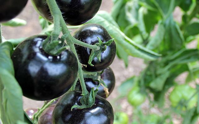 黒いトマト？ 最高裁で本当にあった『トマト裁判』【トマトのトリビア5選】 grape [グレイプ]