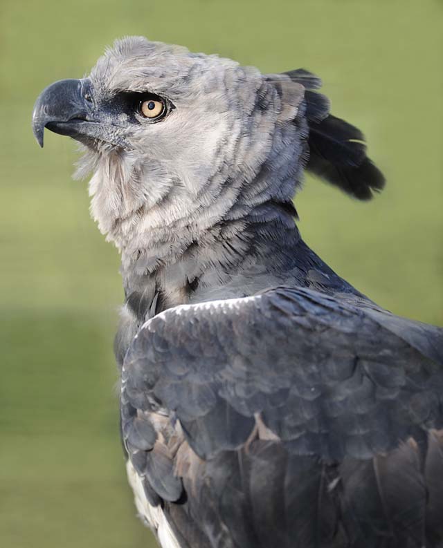 まるで「ピングー」みたいな色合い…癒しの鳥・パフィンの「困り顔」ショット公開！（マネー現代 どうぶつ園） | マネー現代 | 講談社 イケメンな鳥 顔を正面に向けたら「思ったのと違う！」 – Grape [グレイプ]