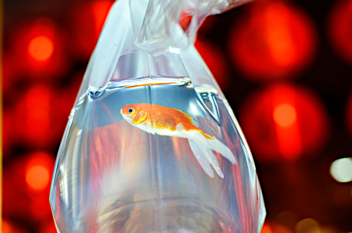 金魚すくい - Wikipedia お部屋が涼しくなるかも！『金魚すくいの一輪挿し』で夏の風情を感じてみた – Grape [グレイプ]