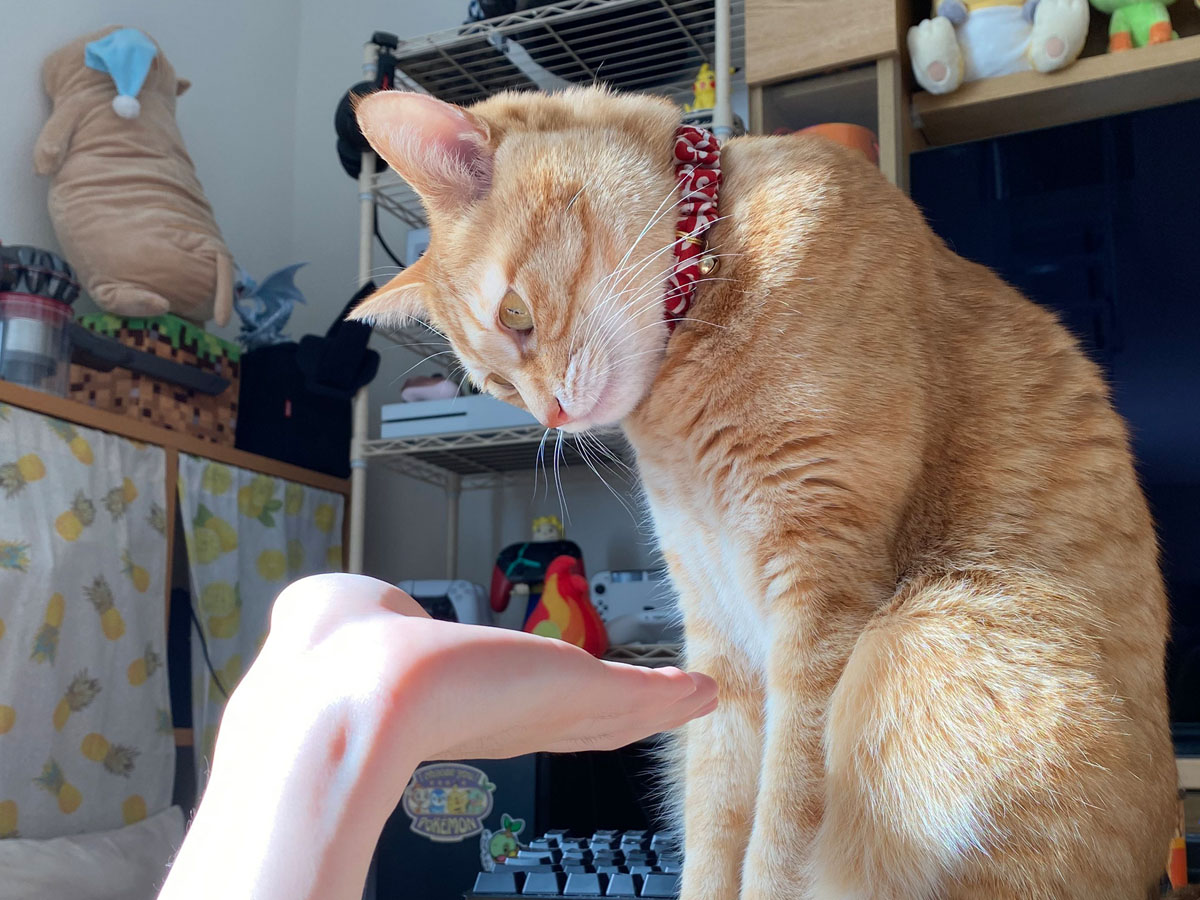 「違う、そうじゃない」 猫に『お手』をしたら、反応にツボる人が続出！ grape [グレイプ]