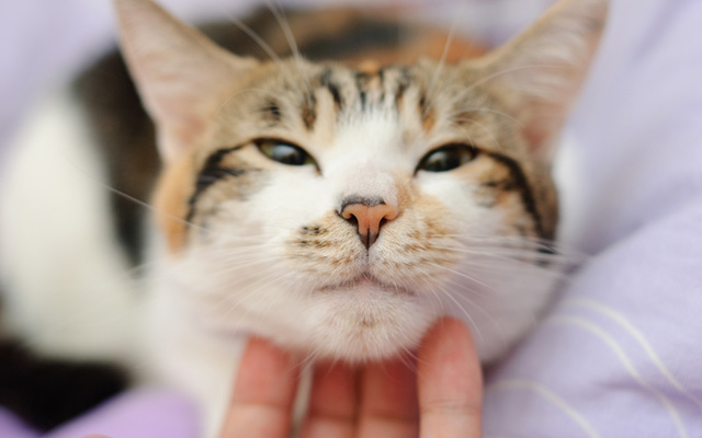 野良猫が寄ってくる人の5つの特徴 | ねこちゃんホンポ なぜか猫にモテる」人の特徴まとめ これで猫にメチャモテかも♪ – Grape [グレイプ]