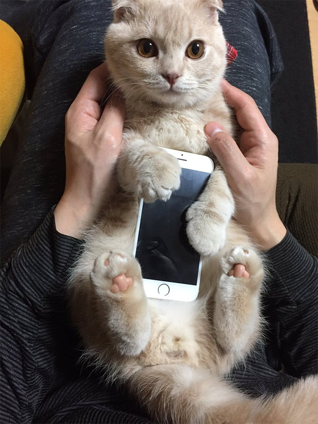 「どこで買えますか！？」一点もの、新発売のiPhoneケースが可愛すぎる grape [グレイプ]