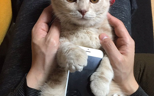 「どこで買えますか！？」一点もの、新発売のiPhoneケースが可愛すぎる grape [グレイプ]