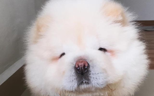 さあどうする？】グラグラ揺れるボウルから出られないチャウチャウちゃんの40秒♡｜みんなのペットライフ ３頭身もない気がする」 チャウチャウの子犬が、たぐいまれな可愛いらしさ – Grape [グレイプ]