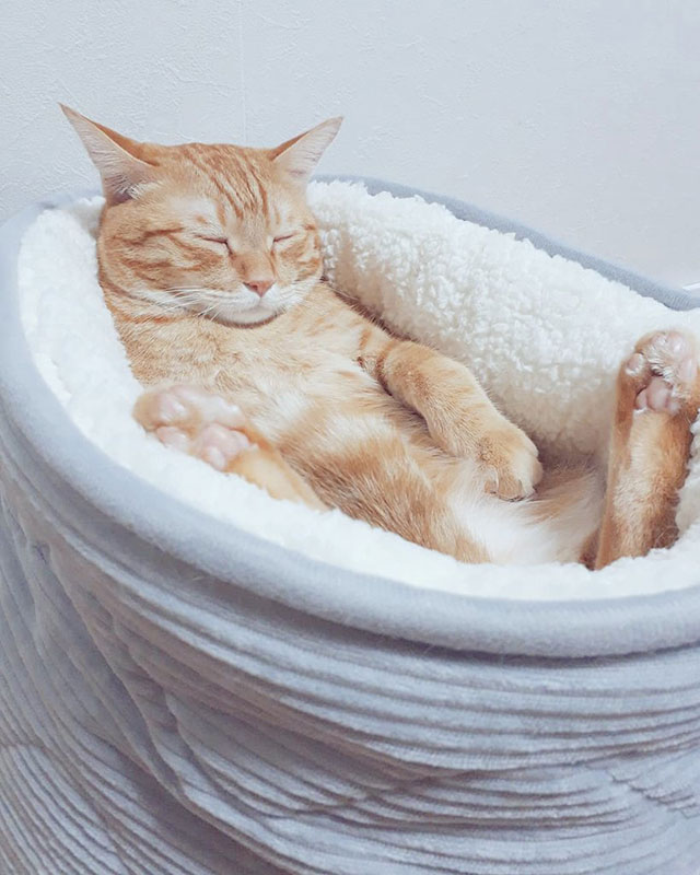 ニトリのベッドで安眠する猫 「完全にお風呂で寝ちゃった子になってる」（2019年9月4日）｜BIGLOBEニュース
