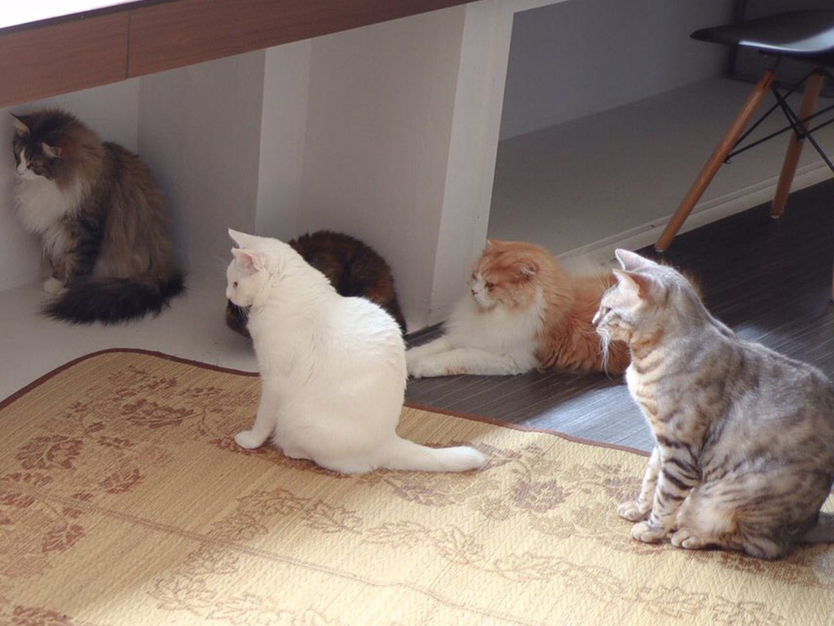 同じ方向を向く猫たち… 異様な光景に、8万人が癒された理由とは？ grape [グレイプ]