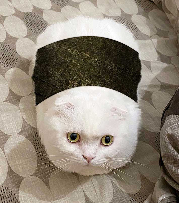 Japanese catlover turns fluffy catloaf into catriceball in adorable