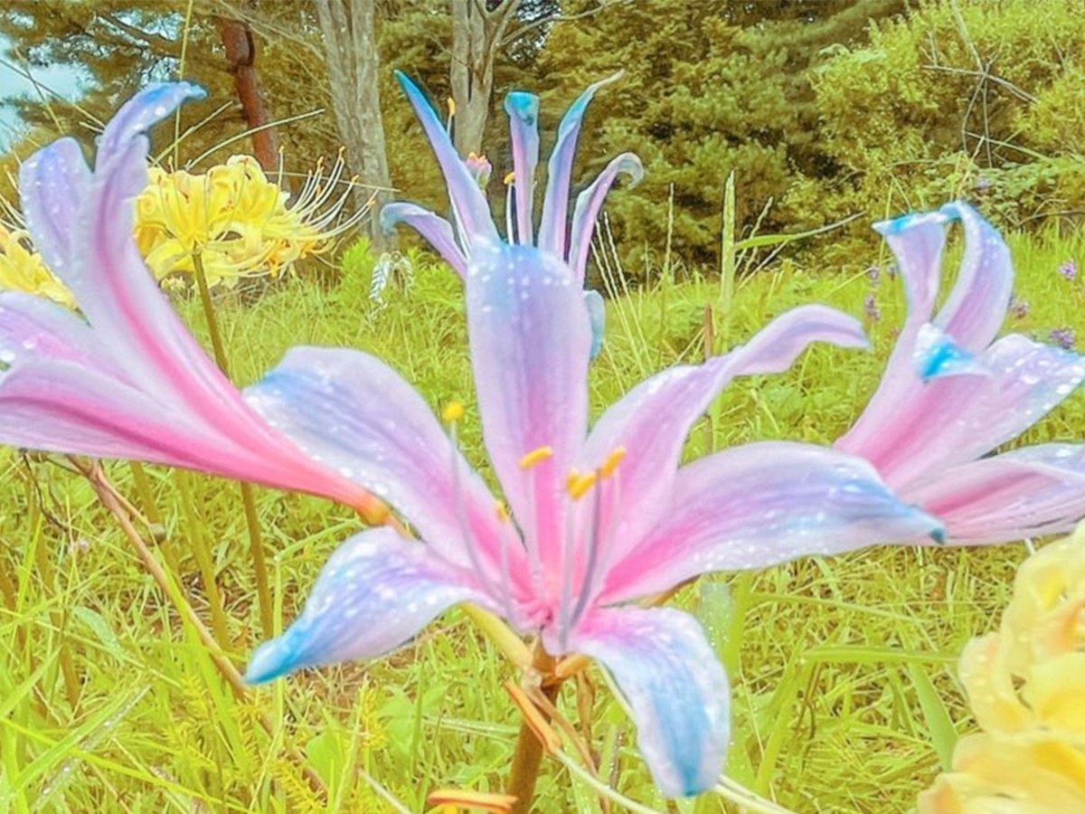 The closest thing to Demon Slayer’s blue spider lily? Photos of