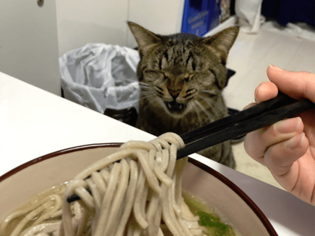 Viral Japanese Cat Gets Emotional Over New Era or Maybe Just Wants Soba