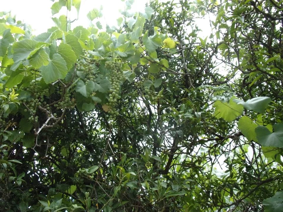 Do Grapes Grow on Trees?