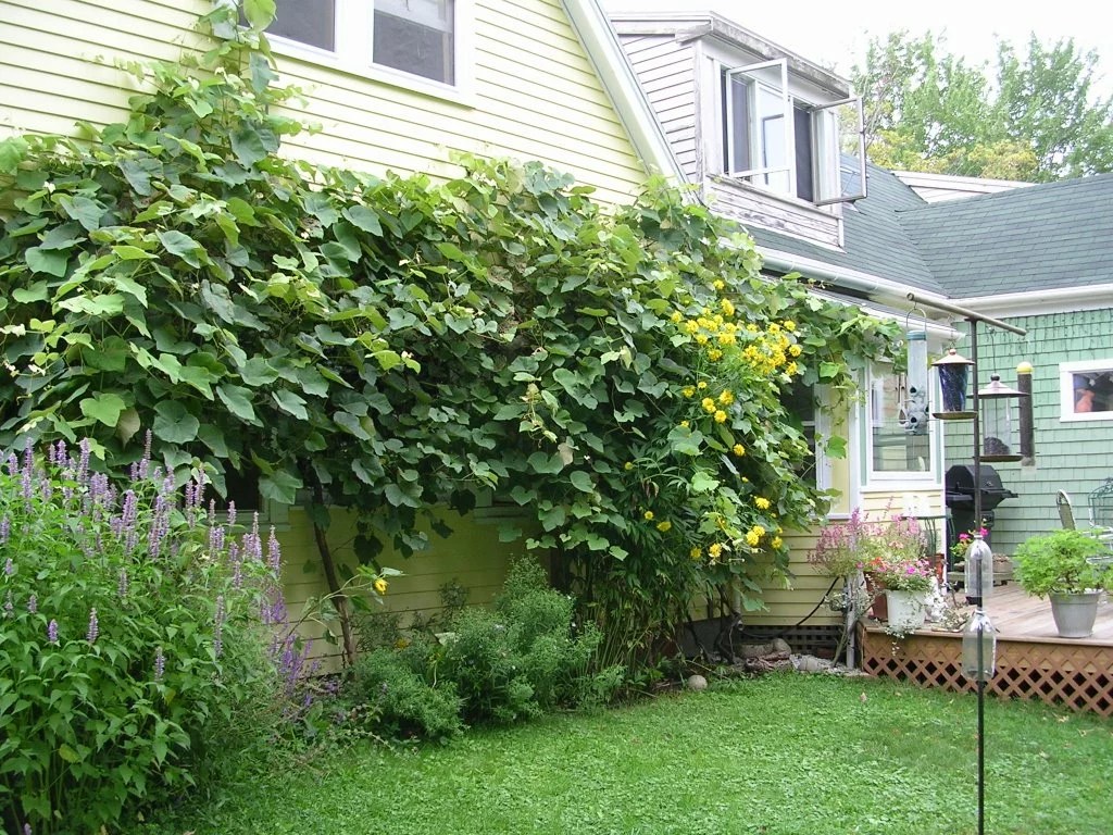 7 Steps to grow grapes in your backyard