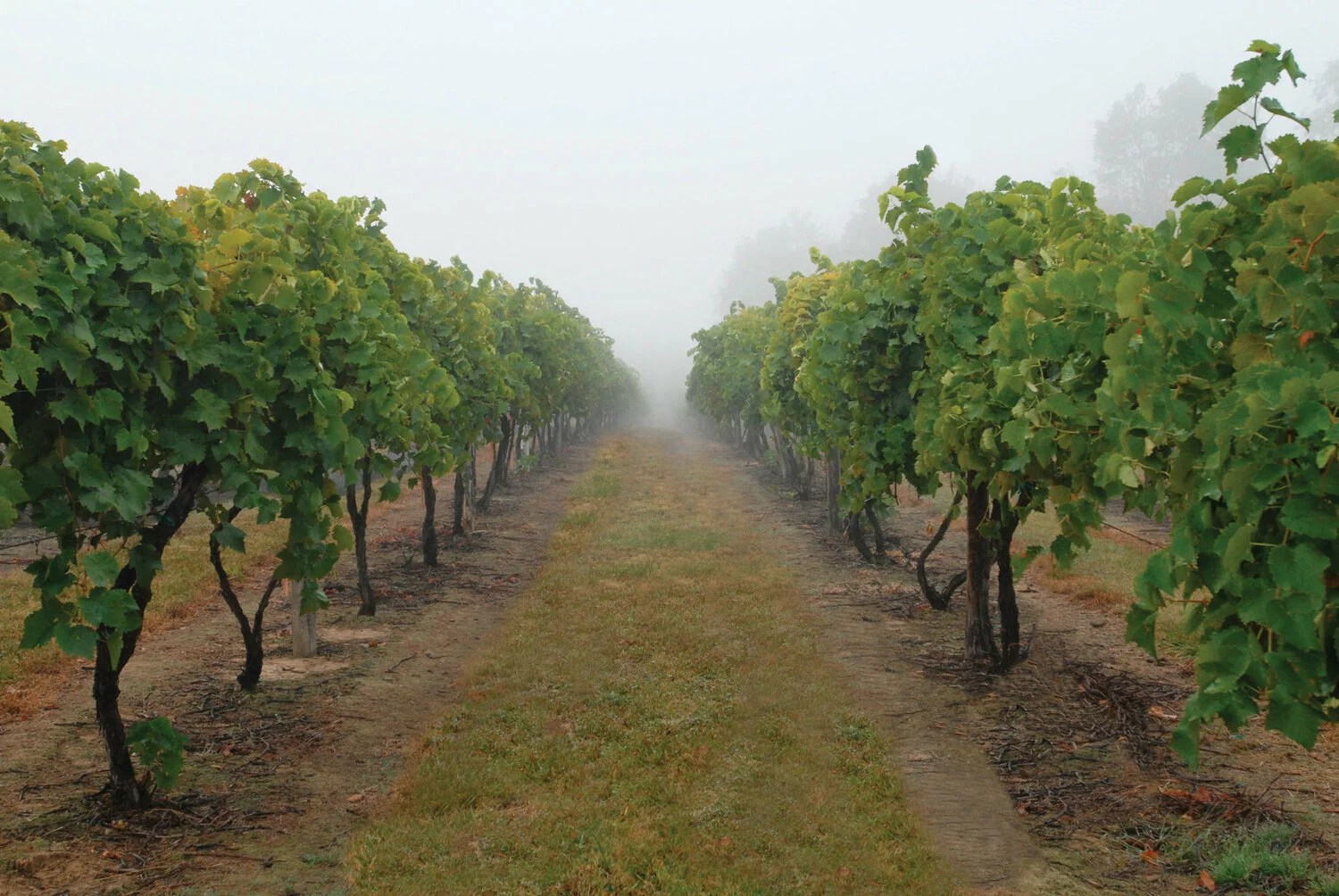 Can You Grow Wine Grapes in Ohio?