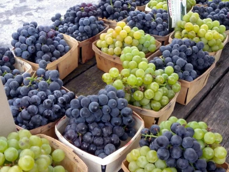 What Wines Are Made From Concord Grapes?