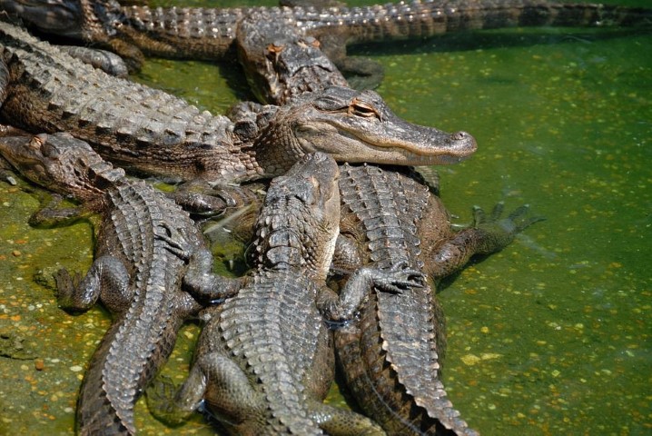 Where To See Alligators In New Orleans | Airboat Tours In New Orleans When Is The Best Time Of Year To See Alligators On An Airboat Ride? - Grape Hammock Fish Camp & Airboat Rides