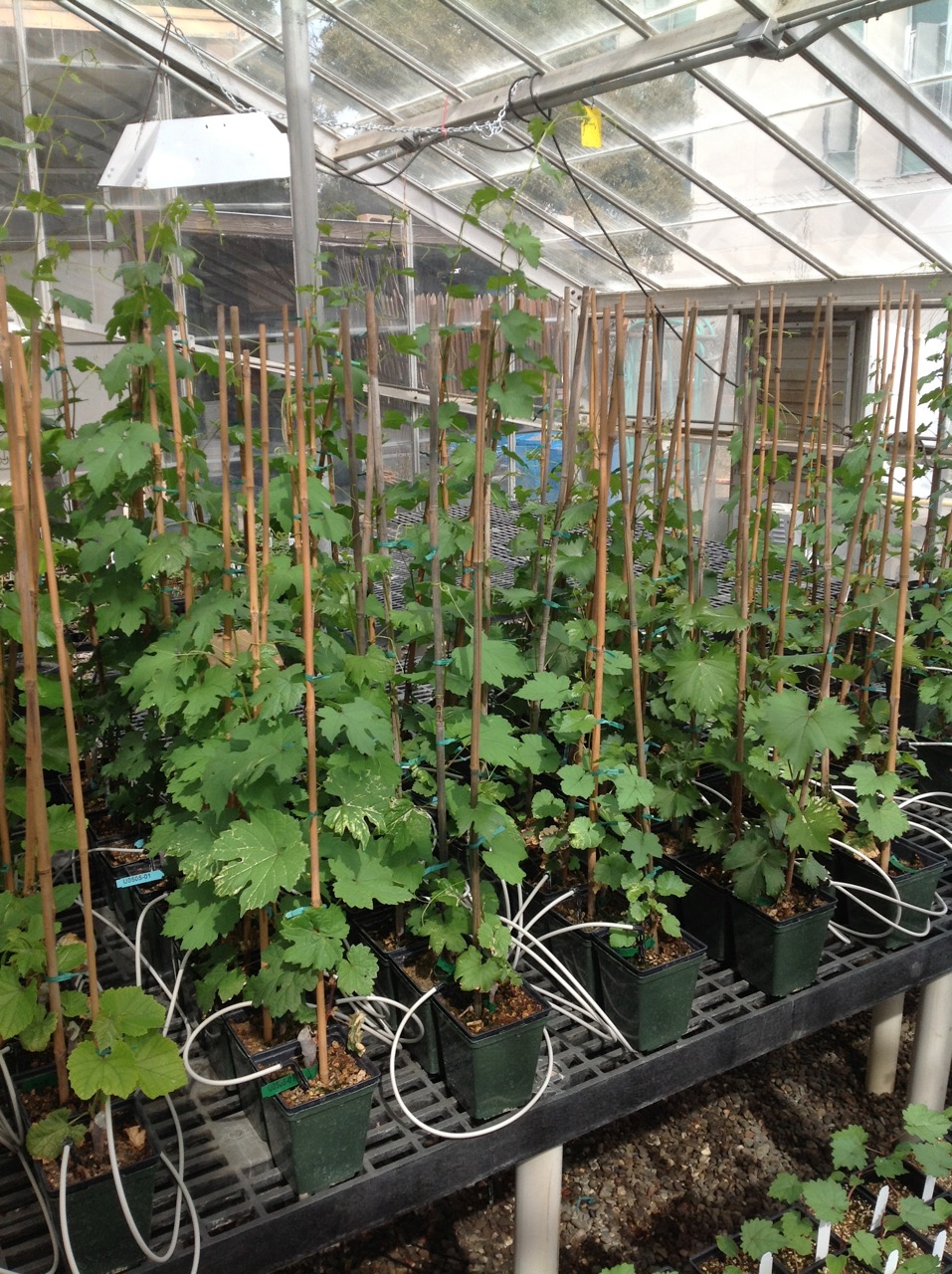 California Grape Rootstock Commission (CGRC) To fund and provide