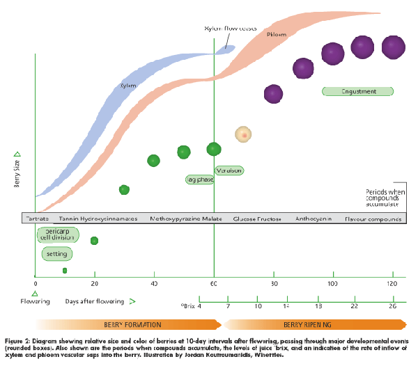 Stages of Grape Berry Development Grapes