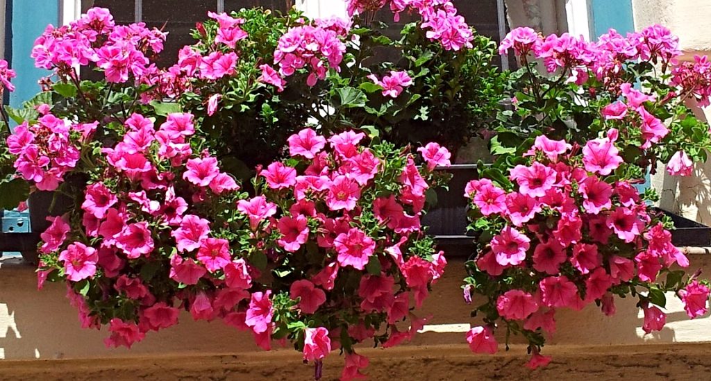 8 Plants That Repel Mosquitoes & Other Bugs Grapes and Splendor