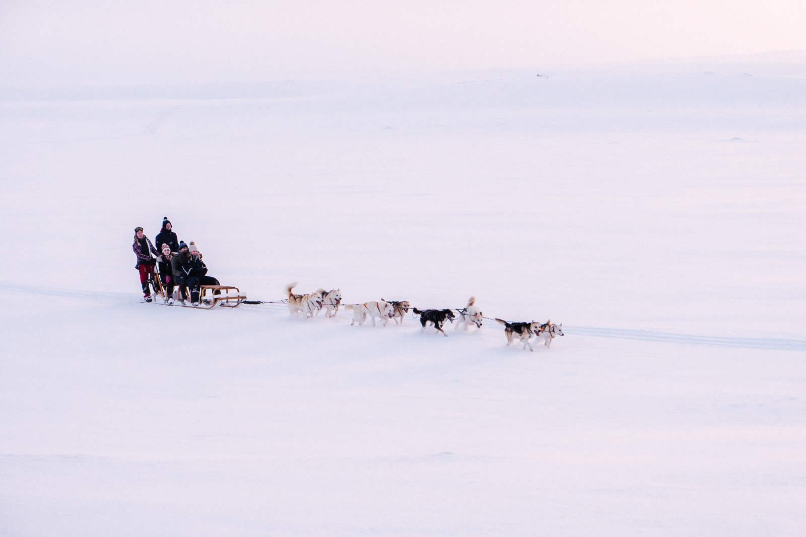 From Iceland — The Smooth White Sea Dog Sledding In South Iceland