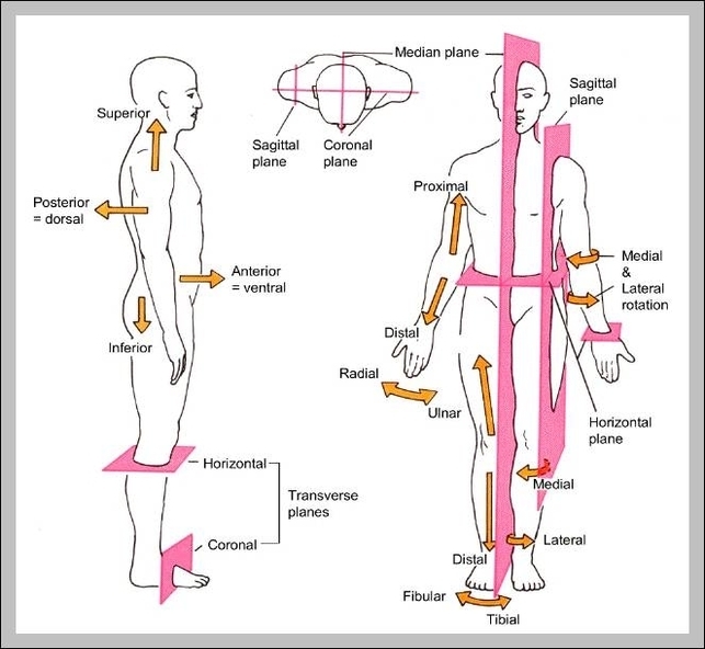 Left side anatomy human Graph Diagram