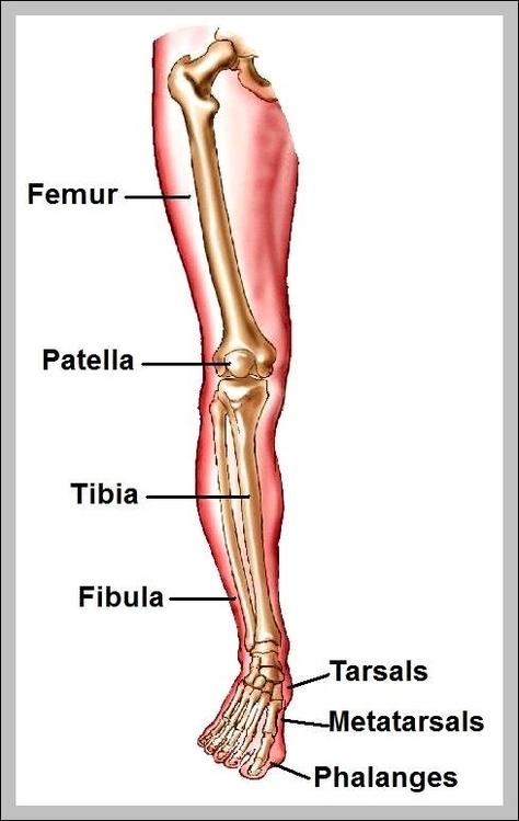 Leg bones picture - Graph Diagram