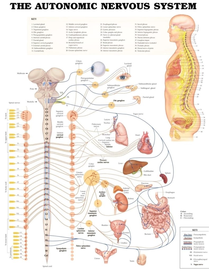 Autonomic nervous system