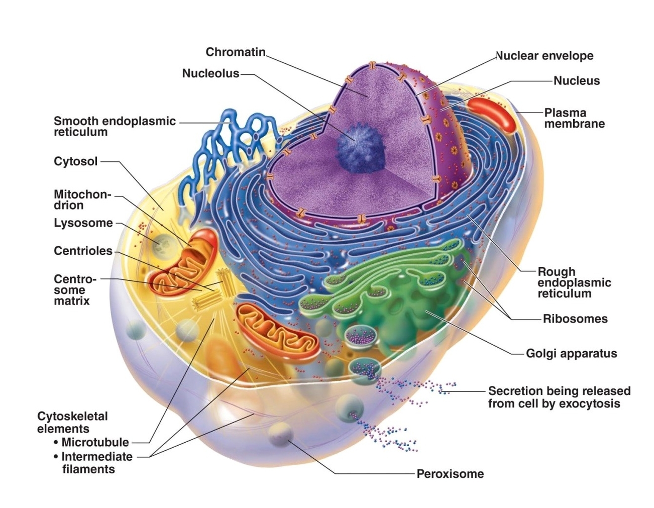 Cell Structure And Function Diagram
