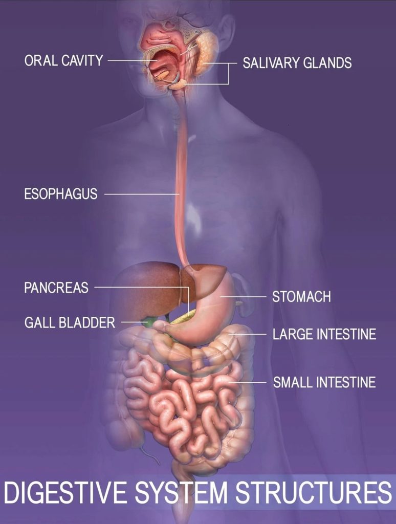 human digestive system