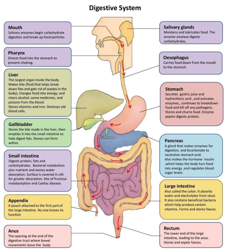 Digestive system parts explained Archives - Graph Diagram
