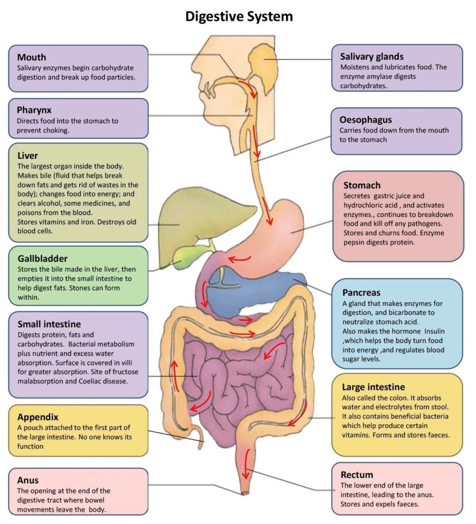 human digestive system