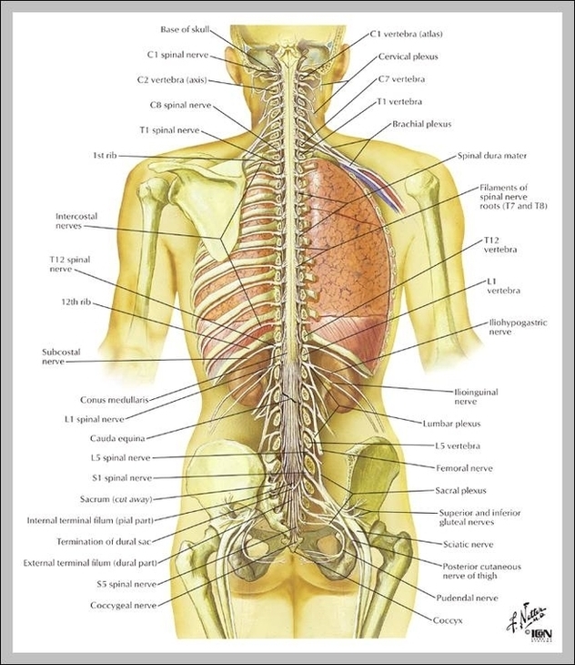 Back Anatomy Image Graph Diagram