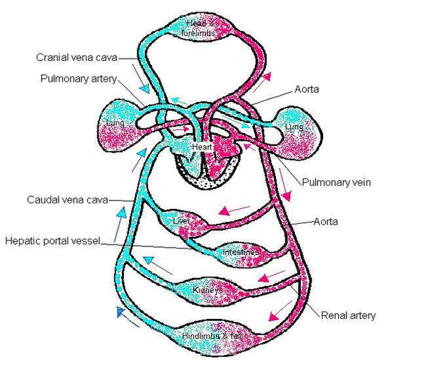 Diagram Blood Circulation Labeled Image Graph Diagram